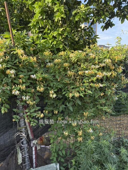 家门口的金银花和月季开啦 - 线报酷