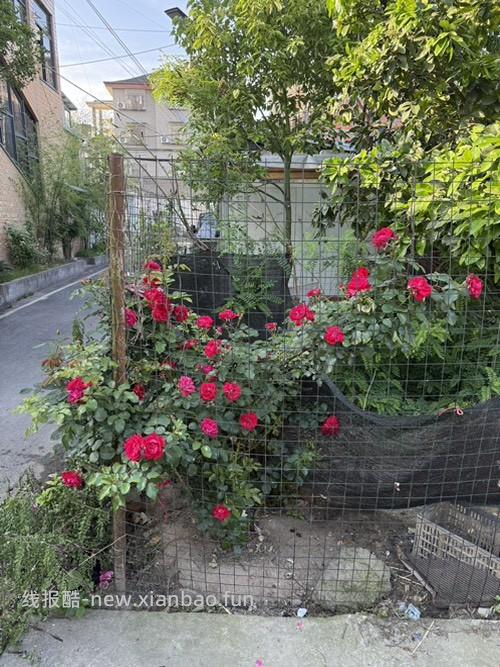 家门口的金银花和月季开啦 - 线报酷