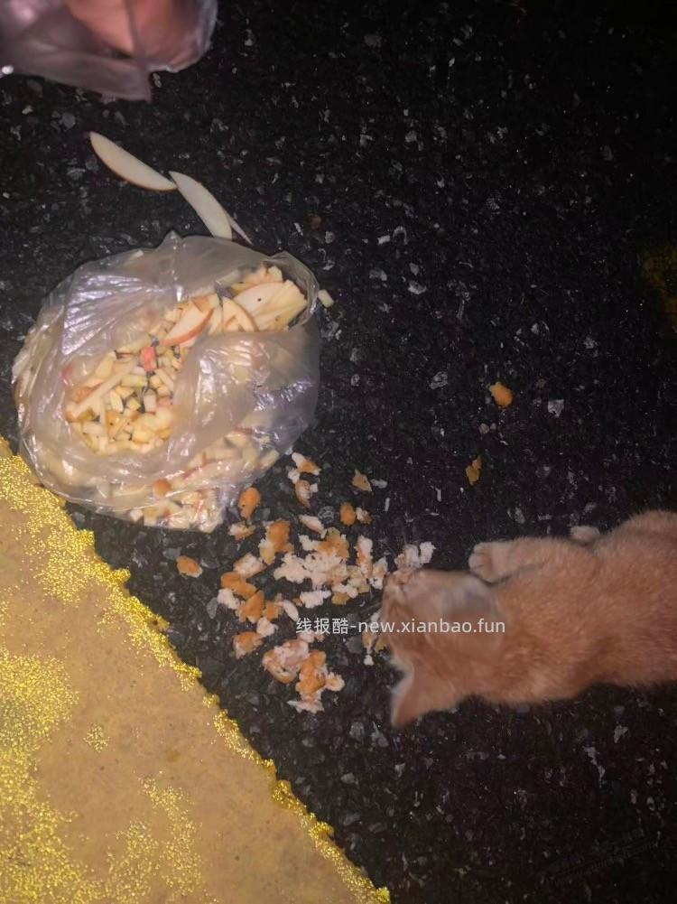 路上遇到行讨的流浪猫母子 - 线报酷