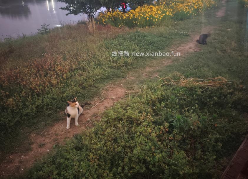 路上遇到行讨的流浪猫母子 - 线报酷