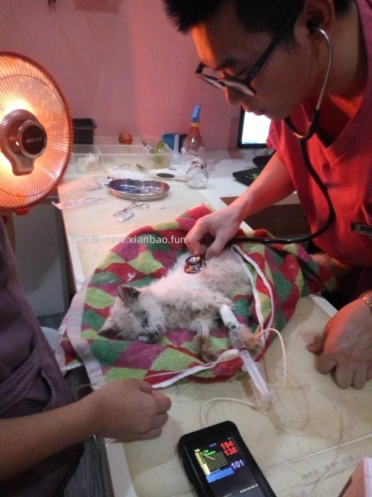 路上遇到行讨的流浪猫母子 - 线报酷