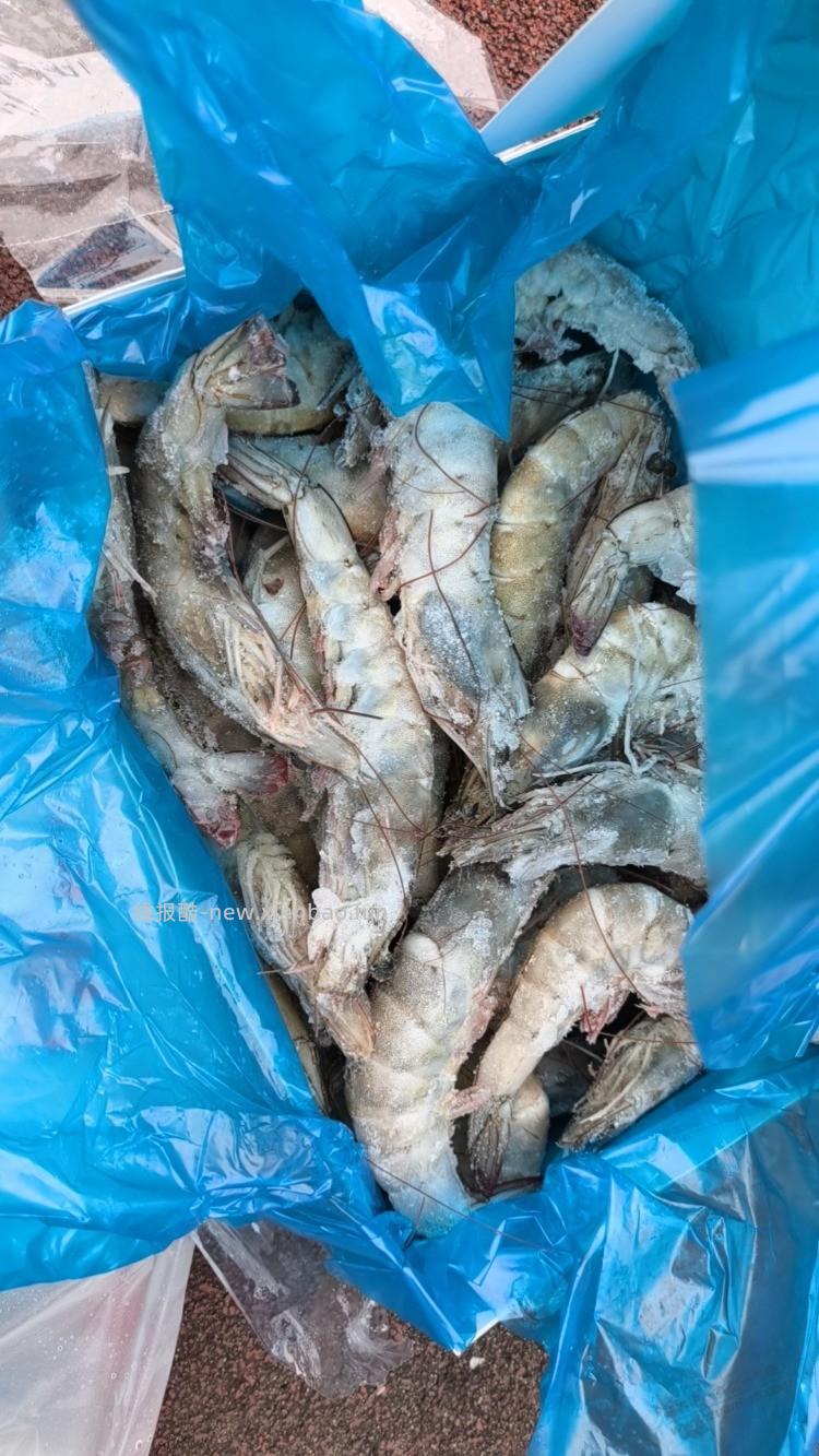 东哥亲手抓的厄瓜多额大虾到了 - 线报酷