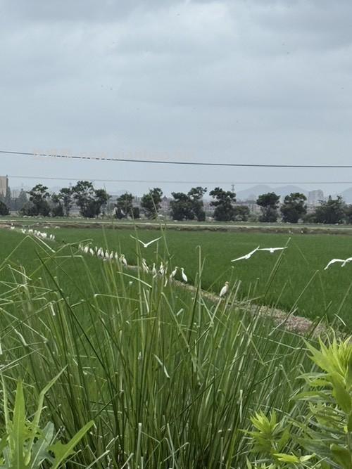 一行白鹭蹲田埂 - 线报酷