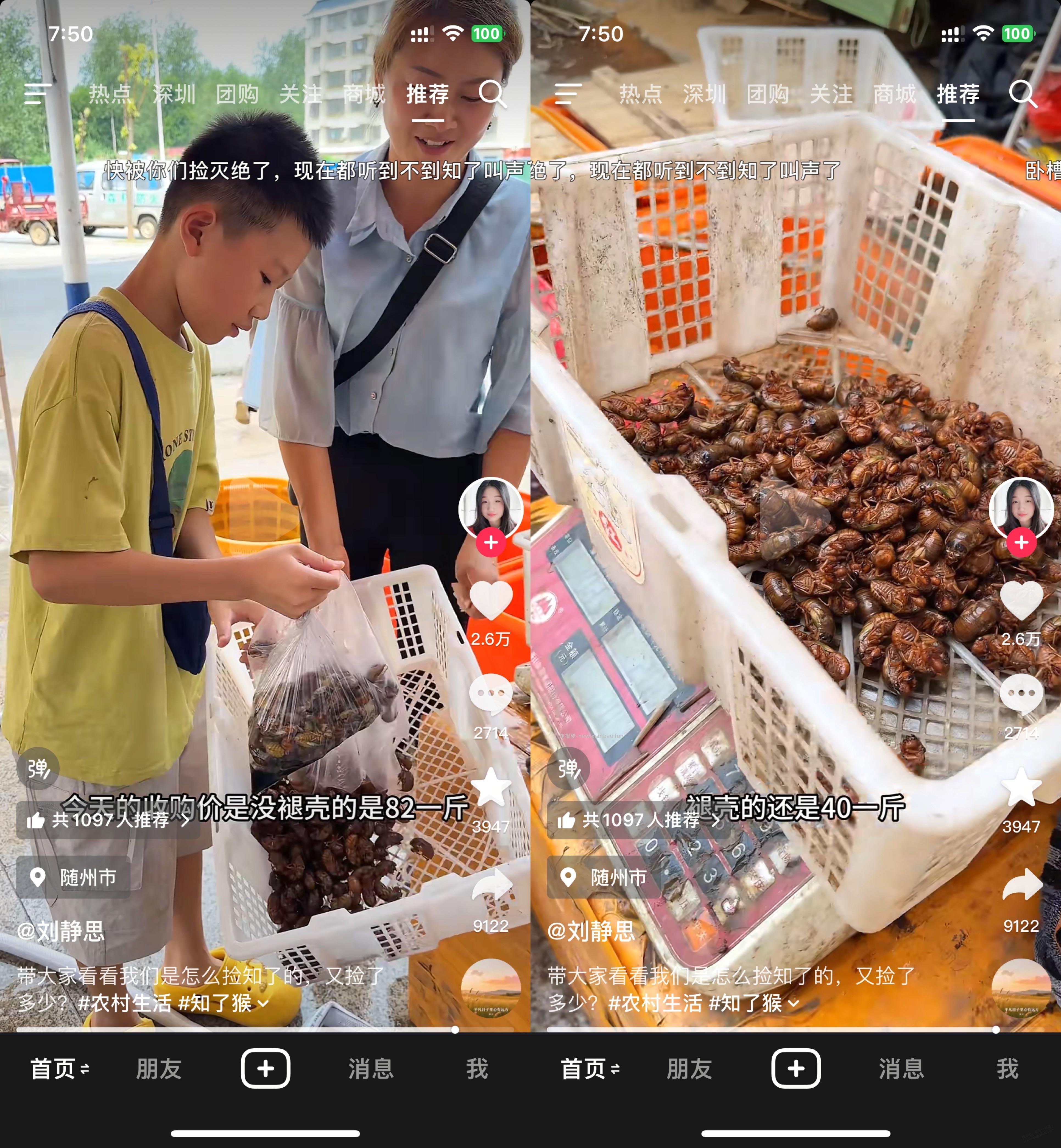夏天，抓 知了 这么赚钱吗，82元一斤 - 线报酷